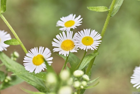 ローゼンタ ローゼンタ
