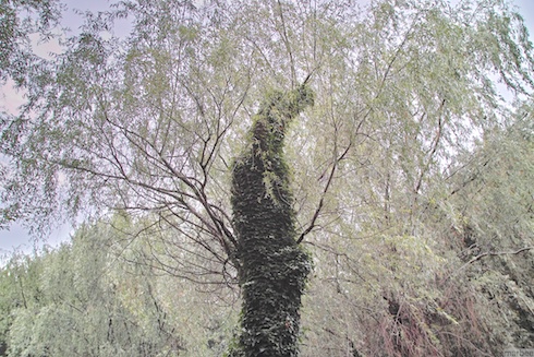 葉桜の木 葉桜の木