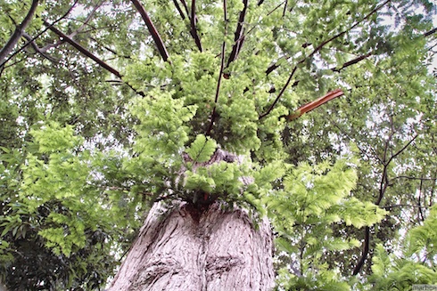 木を見上げる 木を見上げる