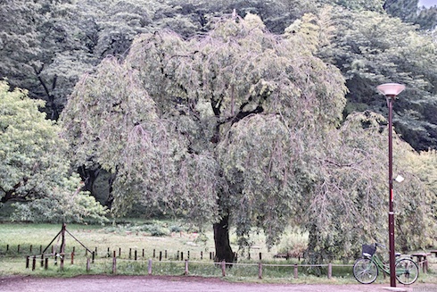 葉桜の木 葉桜の木