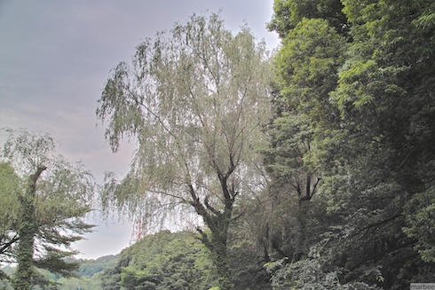 葉桜の木 葉桜の木