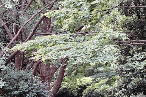 まだ緑の紅葉 まだ緑の紅葉