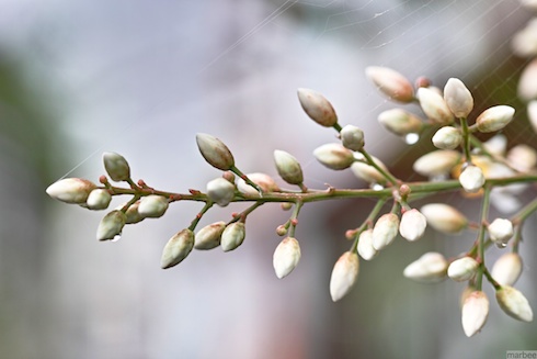 何かの芽? 何かの芽?