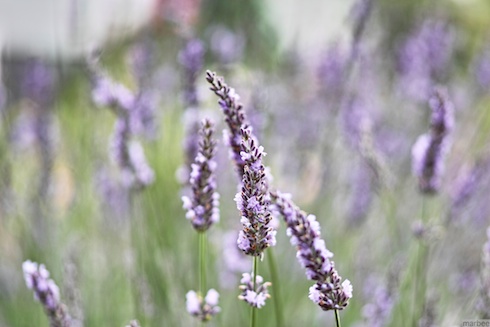ラベンダー