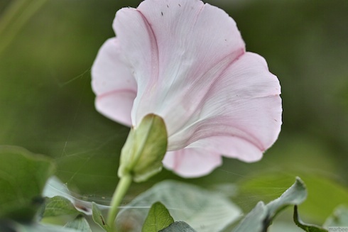 ピンクの花 ピンクの花