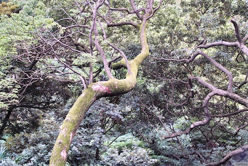 うねった木 うねった木