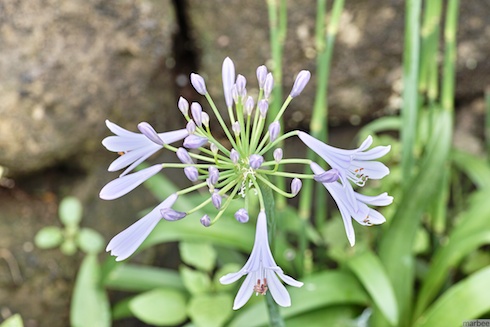 アガパンサス アガパンサス