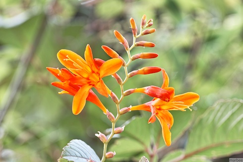 オレンジ色の花