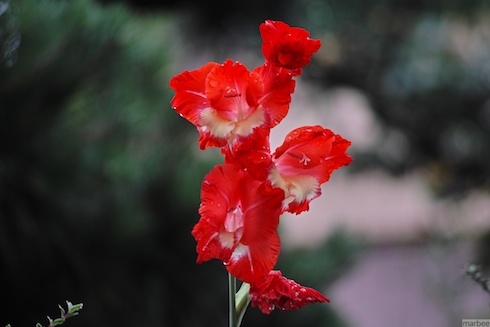 赤い菖蒲？