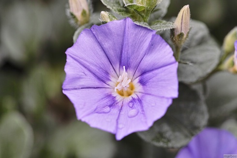 紫の花