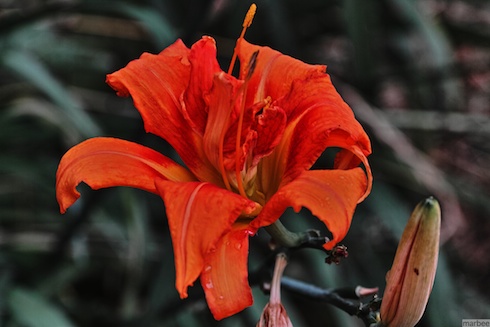 オレンジ色の花