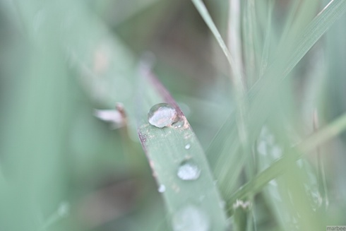 朝露