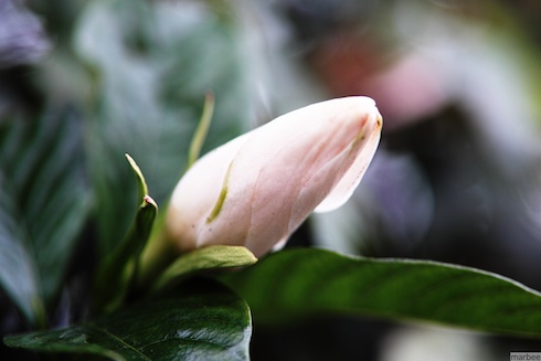 白い新芽