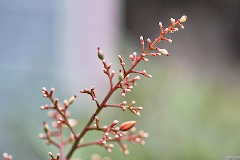 新芽