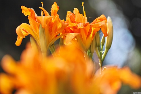 オレンジ色の花