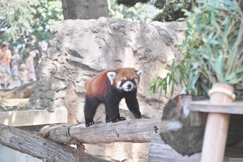 レッサーパンダ