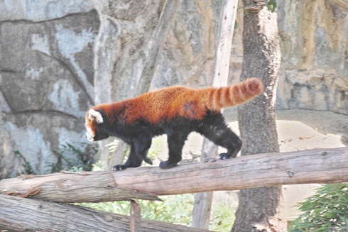 レッサーパンダ