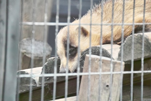 アライグマ系？