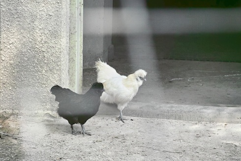 ツガイの鳥? ツガイの鳥?