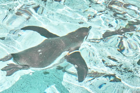 ペンギン