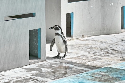 ペンギン