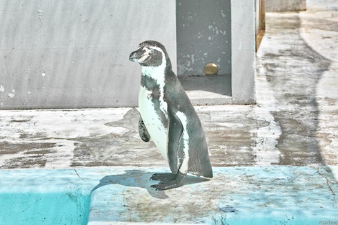 ペンギン