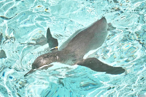 ペンギン