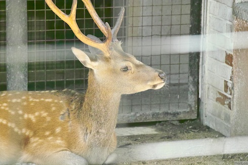 鹿