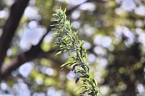 野毛山公園の植物
