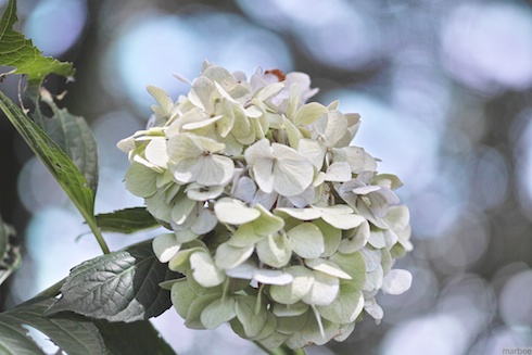 野毛山公園のあじさい