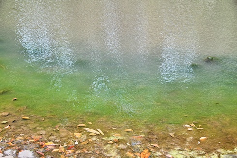野毛山公園の池