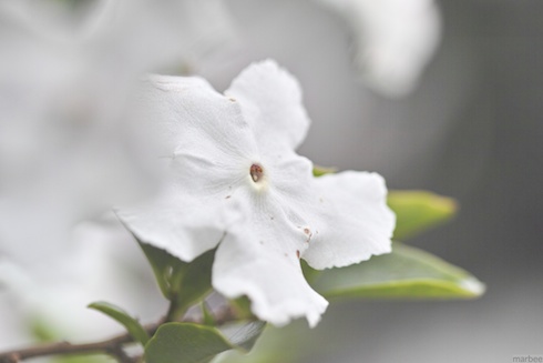 トロける白い花