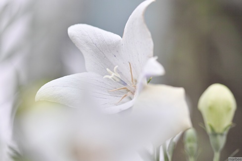 白いベールを纏った白い花