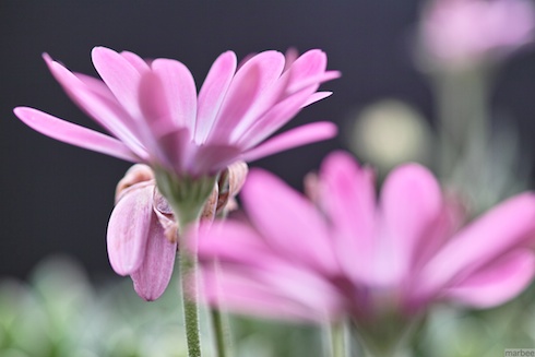 オステオスペルマム