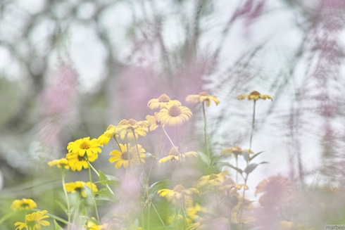 紫のベールを纏った黄色い花