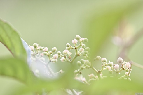 何かの実 何かの実