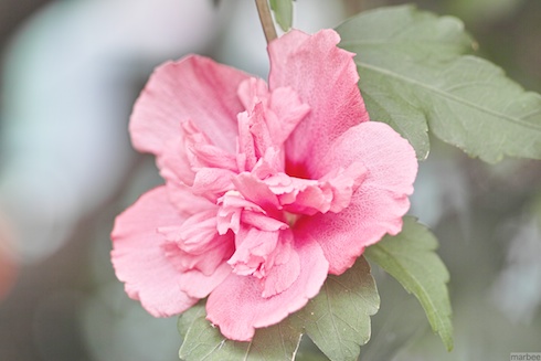 ピンクの花 ピンクの花