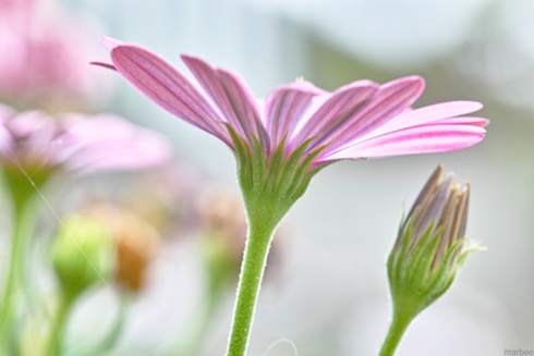 オステオスペルマム オステオスペルマム