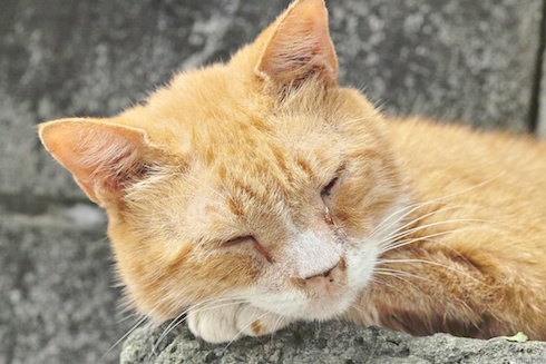 爆睡するニャンコ