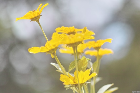 ヘレニウム ヘレニウム