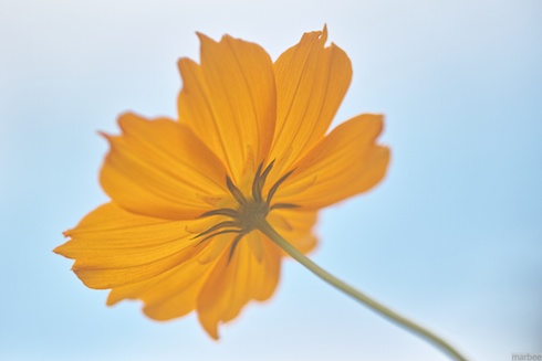 キバナコスモス? キバナコスモス?