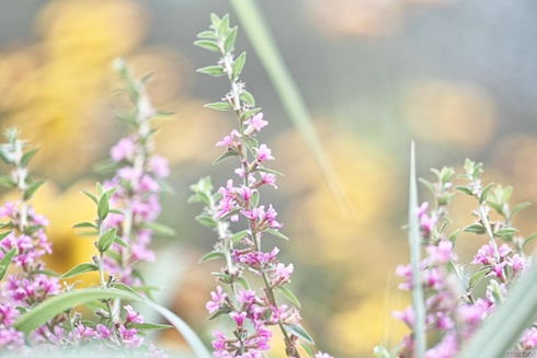 ベロニカ ベロニカ