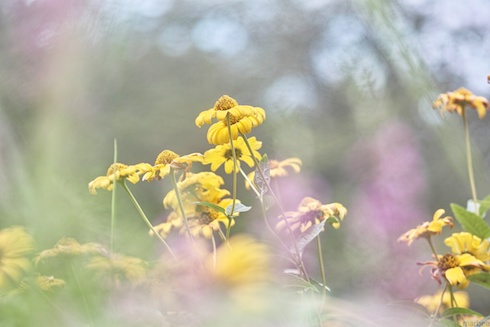 ヘレニウム ヘレニウム