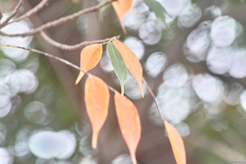 小さな秋 小さな秋