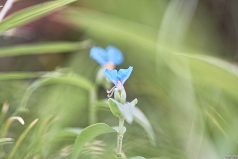 青い花 青い花