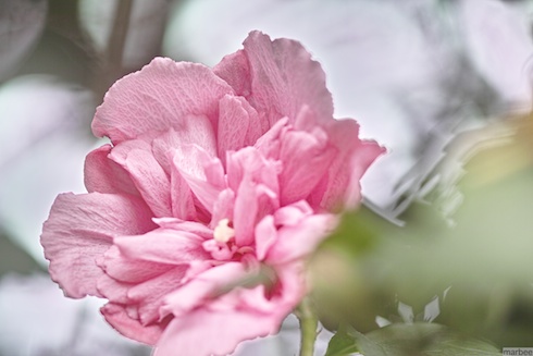 ピンク色の花 ピンク色の花