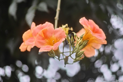 オレンジ色の花 オレンジ色の花