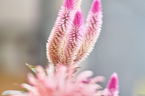 謎の植物 謎の植物