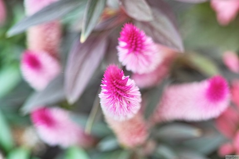 謎の植物 謎の植物