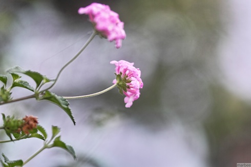 ランタナ ランタナ